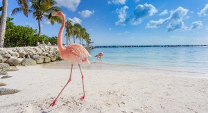 Roze flamingo's Aruba