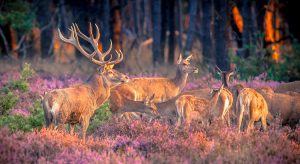Last minute herfstvakantie Nederland