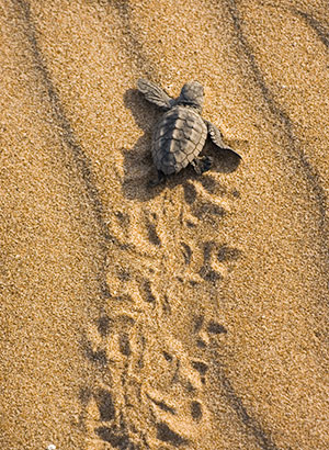 Doen Kaapverdië: spot schildpadden