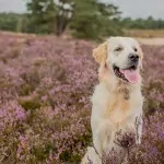 Weekendje weg met hond: vakantieparken in Nederland