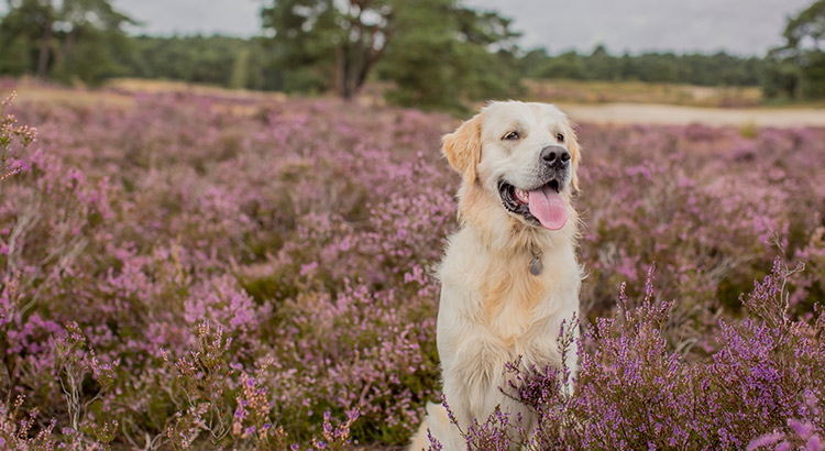 Weekendje weg met hond: vakantieparken in Nederland