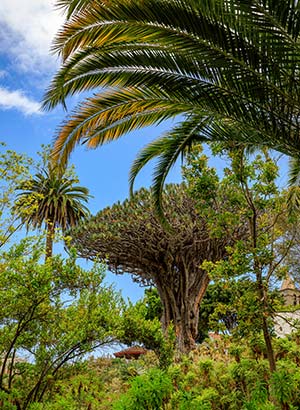 Bezienswaardigheden Tenerife: Drakenboom