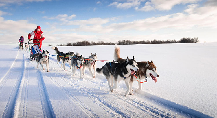 Wintervakantie Lapland: husky-tocht