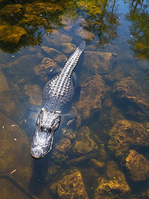 Bezienswaardigheden Miami: Everglades