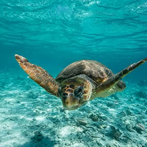 Dagtripjes Kaapverdische eilanden: schildpadden