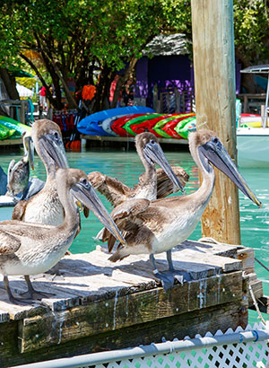 Floriday Keys: Islamorada