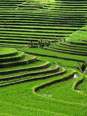 Redenen bali bucketlist Bali, rijstvelden