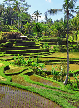 Doen in Ubud: Tegalalang