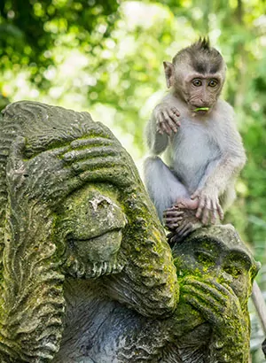 Doen in Ubud
