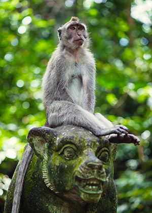 Ubud, Bali: Monkey Forest