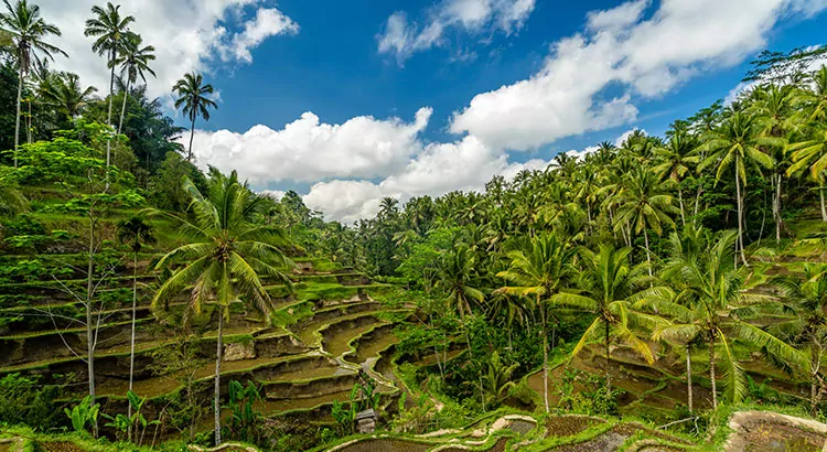 Ubud, culturele hart Bali