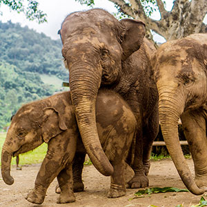 Vakantie Chiang Mai, Noord-Thailand; Elephant Nature Park