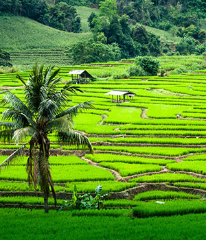 Chiang Mai, Noord-Thailand; natuur