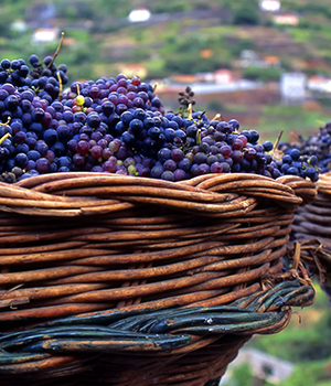 Doen op Madeira: wijn drinken