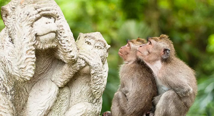 Monkey Forest Ubud