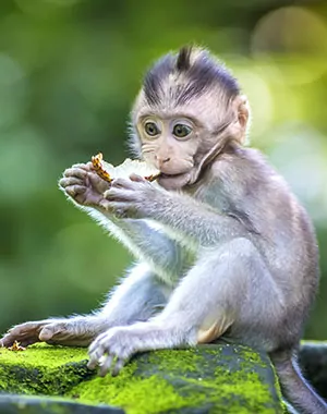 Wat is Monkey Forest Ubud