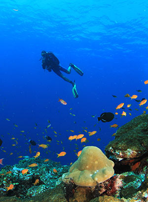 Excursies Rode Zee, Egypte: duiken