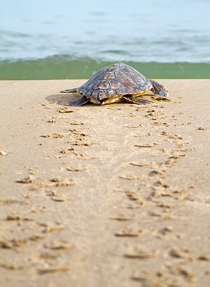 Iztuzu beach, Turkije: schildpadden