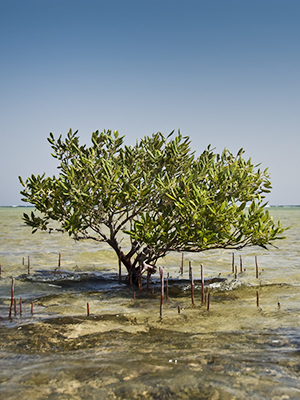 Doen in Marsa Alam: Wadi El Gemal