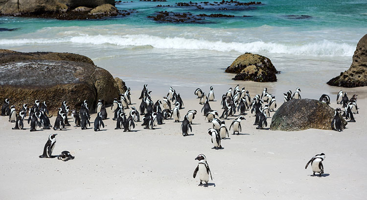 Dieren spotten op vakantie