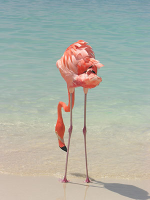 Dieren spotten op vakantie, Flamingo