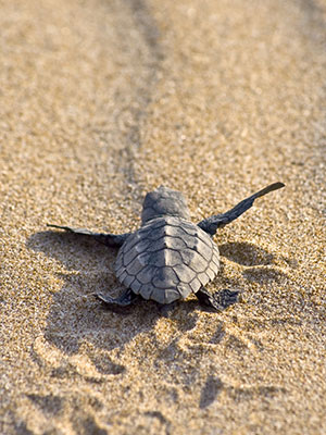 Dieren spotten op vakantie, schildpad