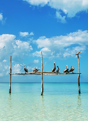 Vakantie Isla Holbox: water