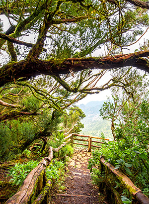 Doen op La Gomera: Garajonay