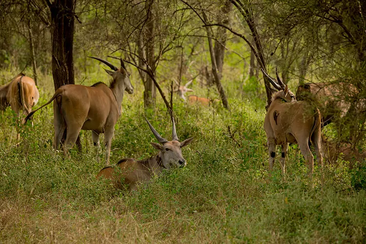 Safari in Senegal