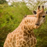 Safari Senegal: dieren spotten