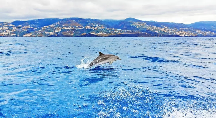 Walvissen en dolfijnen spotten Madeira