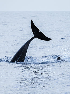 Walvissen en dolfijnen spotten Madeira, walvis