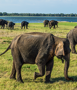 Nationale parken Sri Lanka, Minneriya National Park