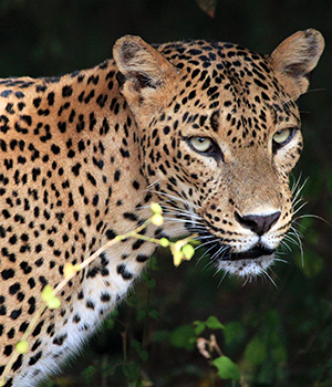 Nationale parken Sri Lanka, Yala National Park