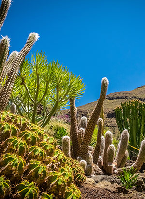 Actieve vakantie Gran Canaria: natuur