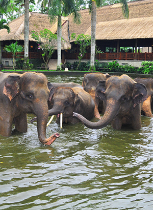 Bali met kinderen: olifanten