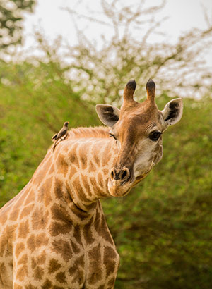 Excursies Senegal: safari