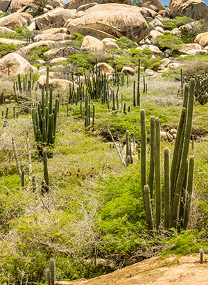 Nationaal Park Arikok, Aruba: wandelen