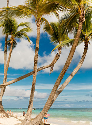 redenen Dominicaanse Republiek: palmbomen