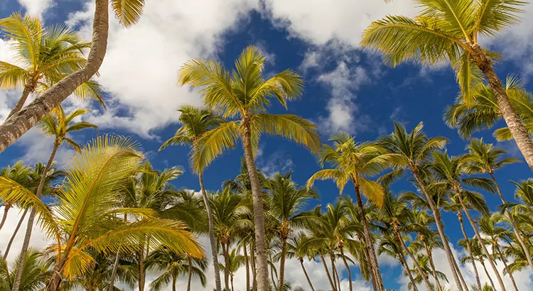 Punta Cana, het palmbomenparadijs van de Dominicaanse Republiek
