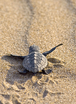 Doen in Griekeland: Caretta Caretta schildpad