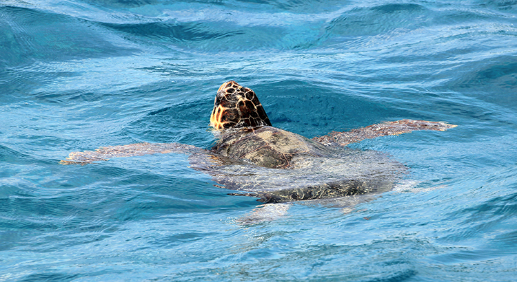 Zeeschildpadden spotten Zakynthos, caretta caretta