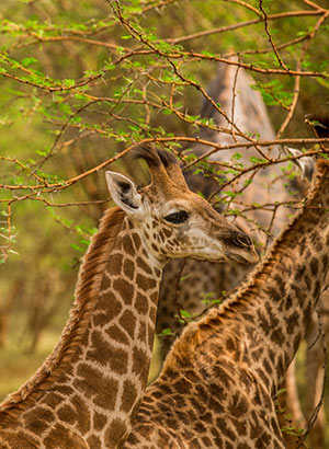 Weetjes Senegal: Safari