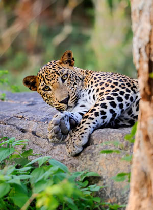 Natuur Sri Lanka; Nationaal Park