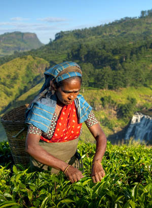 Natuur Sri Lanka; Theeplantages