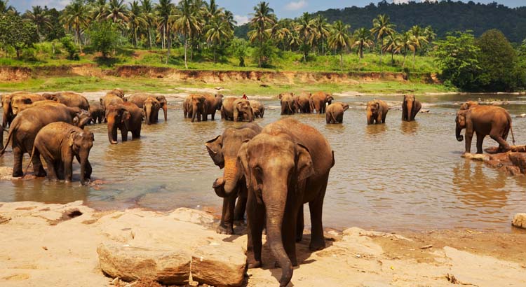 Natuur Sri Lanka