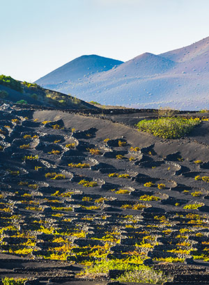 De must sees tijdens een vakantie in Puerto del Carmen, Lanzarote