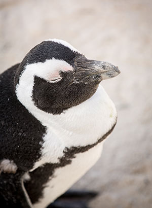 Dieren spotten vakantie