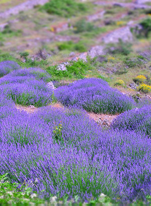 Doen op Hvar, Kroatië: lavendel