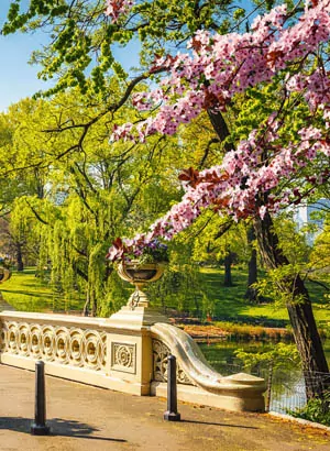 Gir Sitting On A Bench L In Front Of Trees At The Central Park I